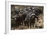 Buffalo, Private Game Ranch, Great Karoo, South Africa-Pete Oxford-Framed Photographic Print