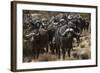 Buffalo, Private Game Ranch, Great Karoo, South Africa-Pete Oxford-Framed Photographic Print