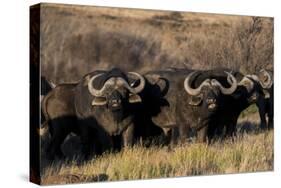 Buffalo, Private Game Ranch, Great Karoo, South Africa-Pete Oxford-Stretched Canvas