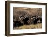 Buffalo, Private Game Ranch, Great Karoo, South Africa-Pete Oxford-Framed Photographic Print