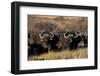 Buffalo, Private Game Ranch, Great Karoo, South Africa-Pete Oxford-Framed Photographic Print