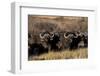 Buffalo, Private Game Ranch, Great Karoo, South Africa-Pete Oxford-Framed Photographic Print