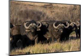 Buffalo, Private Game Ranch, Great Karoo, South Africa-Pete Oxford-Mounted Photographic Print