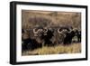 Buffalo, Private Game Ranch, Great Karoo, South Africa-Pete Oxford-Framed Photographic Print