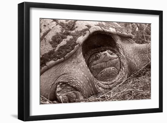 Buffalo River 11-Gordon Semmens-Framed Photographic Print