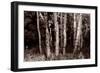 Buffalo River 17-Gordon Semmens-Framed Photographic Print