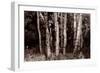 Buffalo River 17-Gordon Semmens-Framed Photographic Print