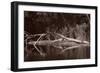 Buffalo River 1-Gordon Semmens-Framed Photographic Print