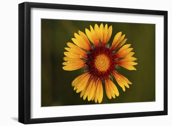 Buffalo River 2083-Gordon Semmens-Framed Photographic Print