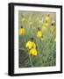 Buffalo River 30-Gordon Semmens-Framed Photographic Print