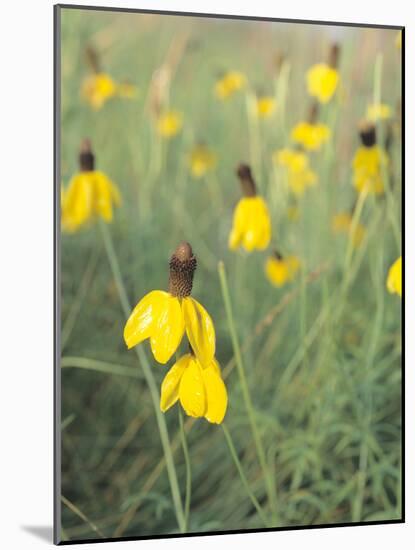 Buffalo River 30-Gordon Semmens-Mounted Photographic Print