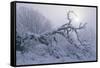 Buffalo River 39-Gordon Semmens-Framed Stretched Canvas