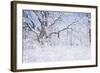 Buffalo River 45-Gordon Semmens-Framed Photographic Print