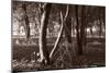 Buffalo River 4-Gordon Semmens-Mounted Photographic Print