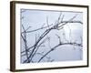 Buffalo River 57-Gordon Semmens-Framed Photographic Print