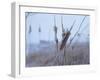 Buffalo River 60-Gordon Semmens-Framed Photographic Print