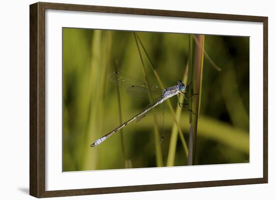 Buffalo River 913-Gordon Semmens-Framed Photographic Print