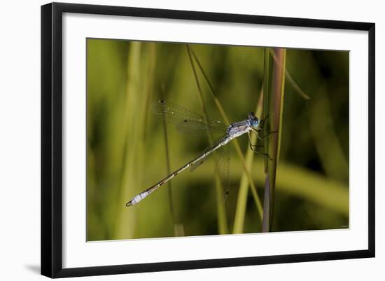 Buffalo River 913-Gordon Semmens-Framed Photographic Print