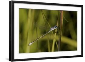 Buffalo River 913-Gordon Semmens-Framed Photographic Print