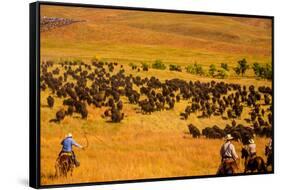 Buffalo Round Up, Custer State Park, Black Hills, South Dakota, United States of America-Laura Grier-Framed Stretched Canvas