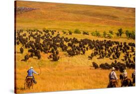 Buffalo Round Up, Custer State Park, Black Hills, South Dakota, United States of America-Laura Grier-Stretched Canvas