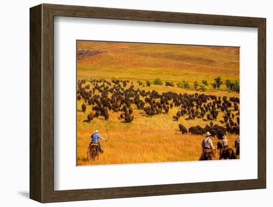 Buffalo Round Up, Custer State Park, Black Hills, South Dakota, United States of America-Laura Grier-Framed Photographic Print