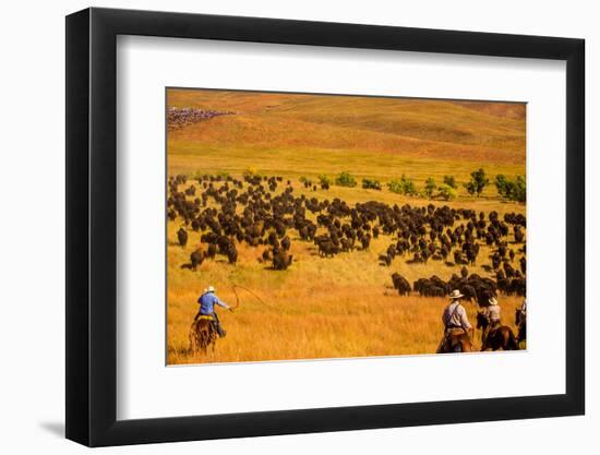 Buffalo Round Up, Custer State Park, Black Hills, South Dakota, United States of America-Laura Grier-Framed Photographic Print