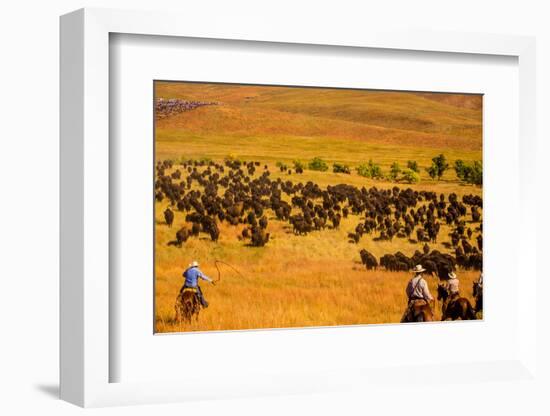 Buffalo Round Up, Custer State Park, Black Hills, South Dakota, United States of America-Laura Grier-Framed Photographic Print