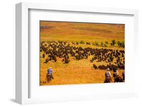 Buffalo Round Up, Custer State Park, Black Hills, South Dakota, United States of America-Laura Grier-Framed Photographic Print