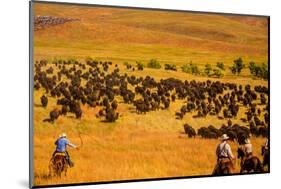 Buffalo Round Up, Custer State Park, Black Hills, South Dakota, United States of America-Laura Grier-Mounted Photographic Print