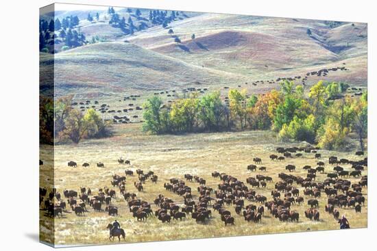 Buffalo Round-Up, Custer State Park, South Dakota-null-Stretched Canvas