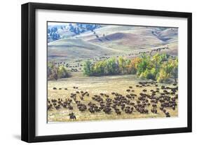 Buffalo Round-Up, Custer State Park, South Dakota-null-Framed Photographic Print