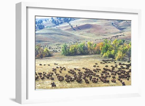 Buffalo Round-Up, Custer State Park, South Dakota-null-Framed Photographic Print
