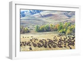 Buffalo Round-Up, Custer State Park, South Dakota-null-Framed Photographic Print