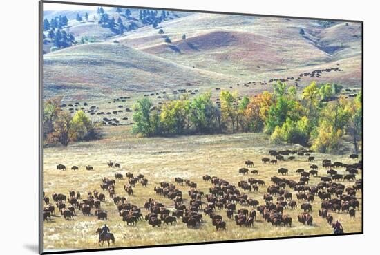 Buffalo Round-Up, Custer State Park, South Dakota-null-Mounted Photographic Print