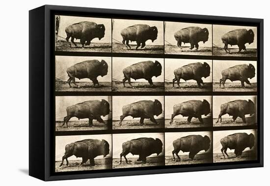 Buffalo Running, Animal Locomotion Plate 700-null-Framed Stretched Canvas