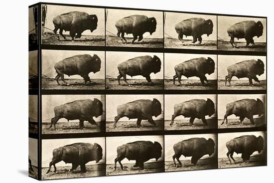 Buffalo Running, Animal Locomotion Plate 700-null-Stretched Canvas