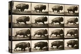 Buffalo Running, Animal Locomotion Plate 700-null-Stretched Canvas