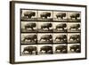 Buffalo Running, Animal Locomotion Plate 700-null-Framed Giclee Print