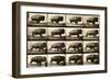 Buffalo Running, Animal Locomotion Plate 700-null-Framed Giclee Print