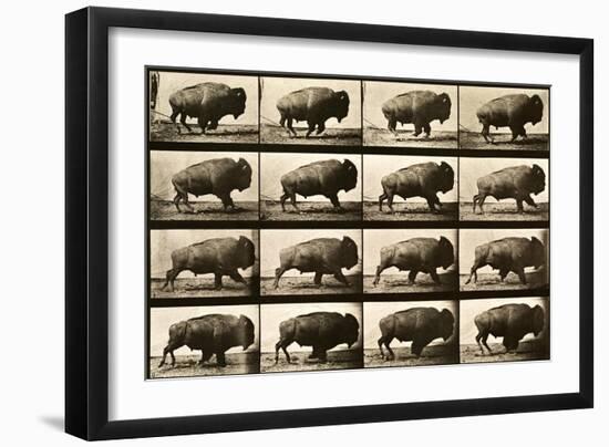 Buffalo Running, Animal Locomotion Plate 700-null-Framed Giclee Print
