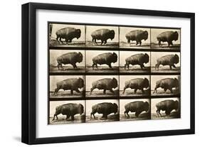 Buffalo Running, Animal Locomotion Plate 700-null-Framed Giclee Print