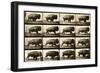 Buffalo Running, Animal Locomotion Plate 700-null-Framed Giclee Print