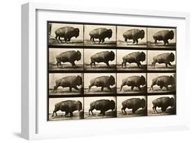 Buffalo Running, Animal Locomotion Plate 700-null-Framed Giclee Print