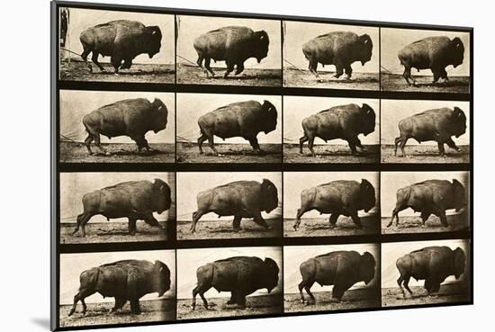 Buffalo Running, Animal Locomotion Plate 700-null-Mounted Giclee Print