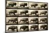 Buffalo Running, Animal Locomotion Plate 700-null-Mounted Giclee Print