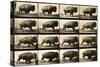 Buffalo Running, Animal Locomotion Plate 700-null-Stretched Canvas