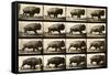 Buffalo Running, Animal Locomotion Plate 700-null-Framed Stretched Canvas