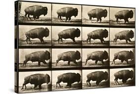 Buffalo Running, Animal Locomotion Plate 700-null-Stretched Canvas