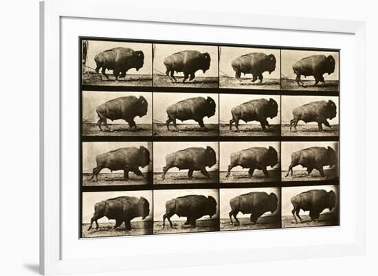 Buffalo Running, Animal Locomotion Plate 700-null-Framed Giclee Print